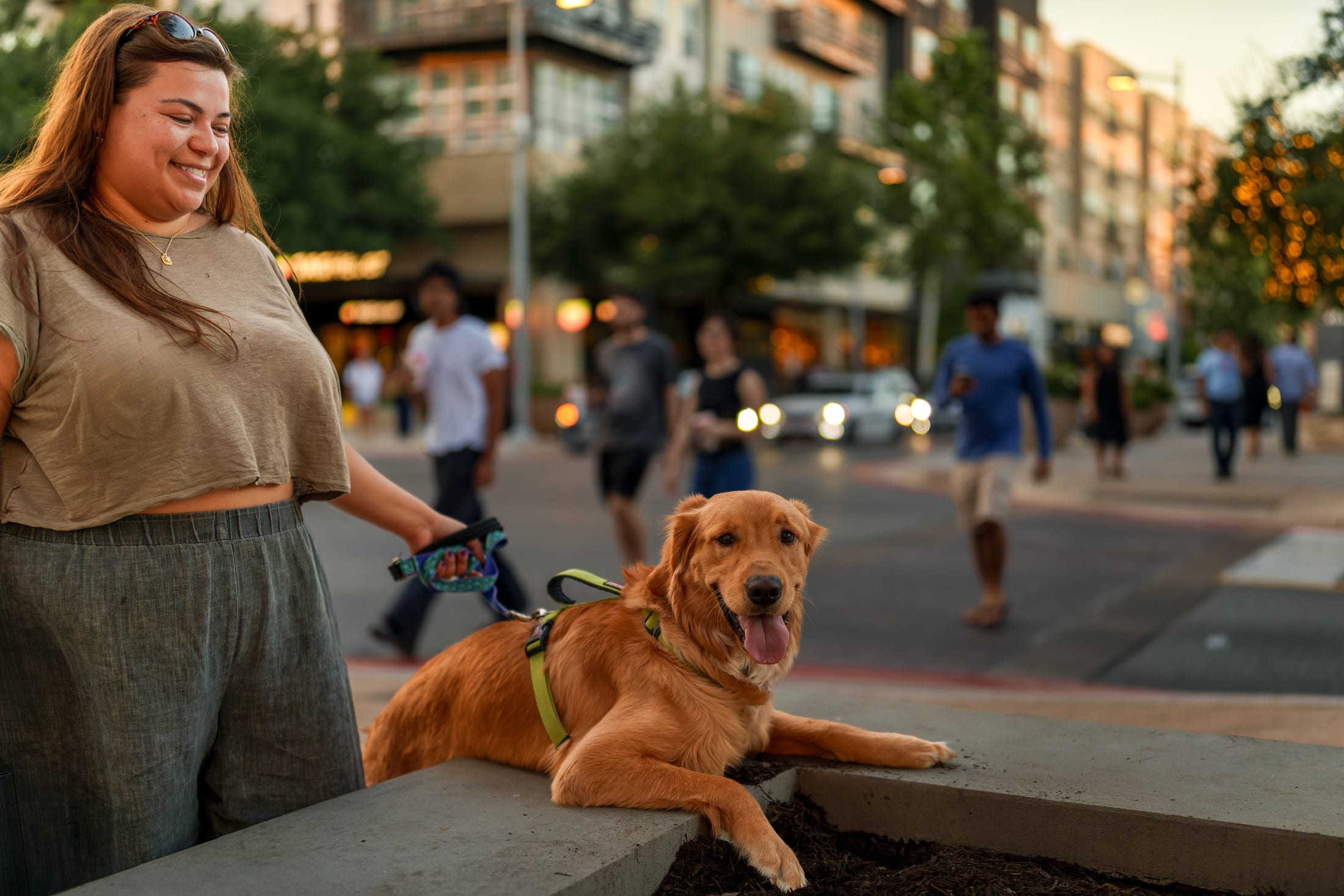 Golden Retriever at golden hour.